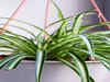 Tips to make your spider plant bushier and more beautiful
