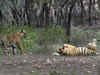 Madhya Pradesh: India's largest tiger reserve to be set up in Damoh