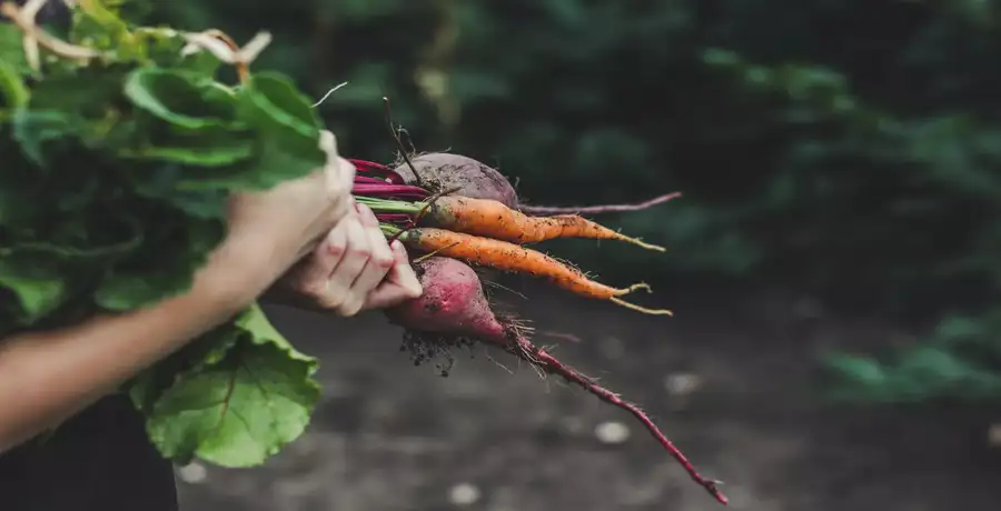 beetroot benefits: Shalgam, beet, mooli: Root vegetables for winter wellness - Vimarsana News