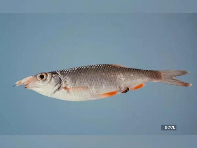 Ghol fish: A special fish with a special colour