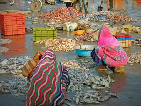 How ghol fish helps fishermen?