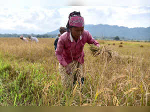 Nagaon, Nov 21 (ANI): A woman farmer harvests rice at an agricultural field, in ...