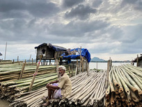 How a humble bamboo can transform real-estate sector’s messy carbon problems