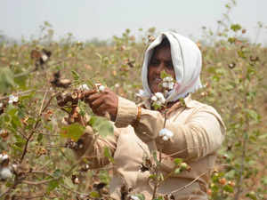 Cotton prices exceeded Rs 12,000 per quintal last year; the MSP on long-staple cotton is Rs 7,020 per quintal.