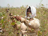 We are trying to gradually raise the productivity of Indian cotton farmers: Textile secretary