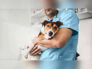 Mystery dog respiratory illness in US: Check symptoms of infection, safety tips for dog owners
