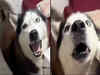 Dog barks in 'Italian accent', leaves netizens in disbelief. Watch video, know about Siberian Husky