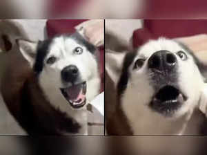 Dog barks in 'Italian accent', leaves netizens in disbelief. Watch video, know about Siberian Husky