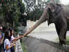 Philippines: World's 'saddest' elephant dies in Manila zoo. Know what Sir Paul McCartney, PETA said about Mali