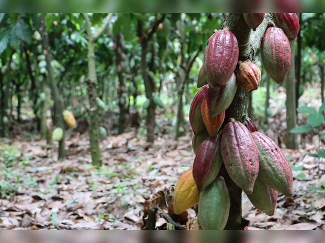 cocoa africa istock