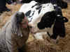 Feeling stressed? Cuddle a cow, says UK dairy farm