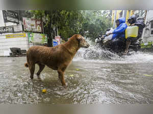 Chennai: A dog on a waterlogged road during heavy rain owing to Cyclone Michaung...