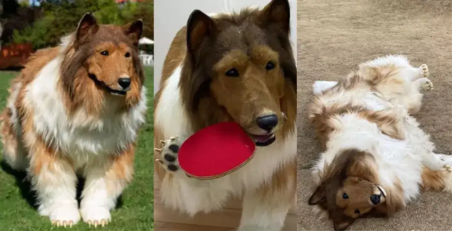 A pawsome change! How a Japanese man became a dog - Vimarsana News
