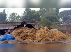 Ranchi: A farmer covers harvested rice crop in view of Cyclone Michaung, in Ranc...