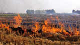 Haryana, other states made significant progress in stopping stubble burning but not Punjab: Bhupender Yadav tells RS
