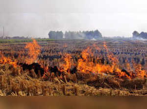 Punjab sees surge in stubble-burning cases; Haryana witnesses decline