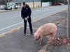 Escaped pig Albert Einswine leads New Jersey police on wild chase. Know about it, watch funny video