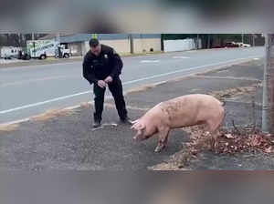 Escaped pig Albert Einswine leads New Jersey police on wild chase. Know about it, watch funny video