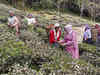 Cheap Nepal tea imports deepen crisis for Darjeeling industry