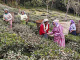 Cheap Nepal tea imports deepen crisis for Darjeeling industry