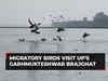 Migratory birds from Siberia visit Garhmukteshwar Brajghat in UP's Hapur