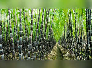 Govt bars sugar mills from using sugarcane for ethanol production