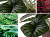 10 plants with beautiful leaves for your indoor garden