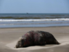 Bird flu kills over 900 seals, sea lions in south Brazil