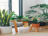 Vastu-approved plants to purify your air & home