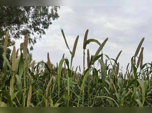 **EDS: TO GO WITH STORY** Nanu: A millet farm is visible in Nanu village in Utta...