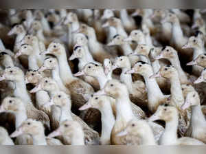FILE PHOTO: A poultry farm in Castelnau-Tursan