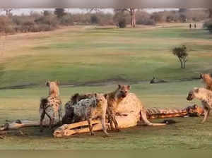 South Africa's Skukuza Golf Club in Kruger National Park has different audience - Lions, tigers, wild dogs