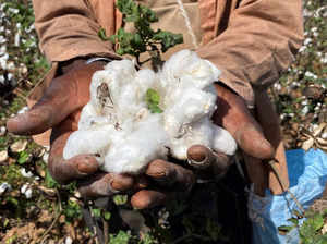 Farmers work at a cotton farm in Korhogo