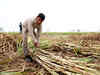 Government lifting restriction on sugarcane use raises hope of sugar mills