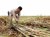 Government lifting restriction on sugarcane use raises hope of sugar mills