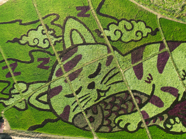 In the northern province of Chiang Rai, Thailand, rice farmer Tanyapong Jaikham has transformed his rice fields into vibrant artworks depicting cartoon cats using sprouting rainbow seedlings.