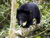 Asiatic black bear cub released back into the wild in Arunachal Pradesh