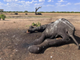 At least 100 elephants die in drought-stricken Zimbabwe park, a grim sign of El Nino, climate change
