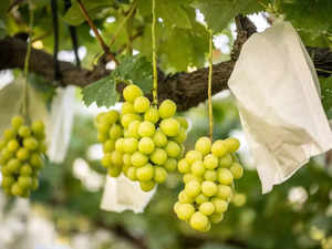 Red Sea crisis unlikely to impact India's grape exports to Europe amid high demand