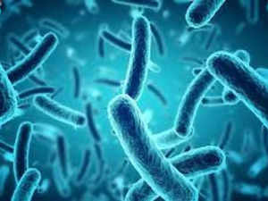 Pantoea Tagorei: Visva-Bharati discovers new bacteria, names it after Nobel laureate