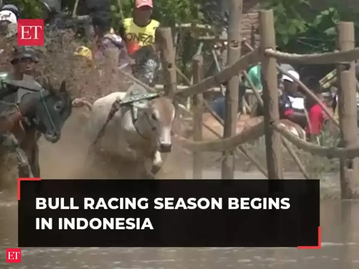 bull racing season: Bull racing season begins in Indonesia, watch ...