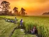 India looking to create special farm sector indices to lift agri productivity and incomes