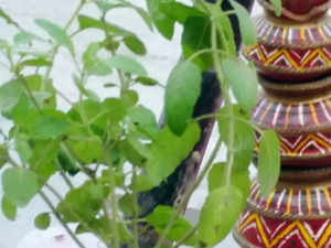 Tulsi Pujan Diwas 2023: Date, timings, rituals & significance of this holy day