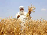 Wheat sown in 30.86 mn hectares so far; climate resilient seeds planted in over 60 per cent area