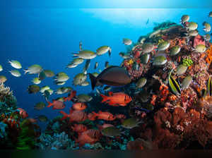 coral reefs istock
