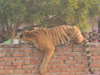Viral Video: Tiger takes a seat on a village wall in UP's Pilibhit, massive crowd erupts to get a glimpse