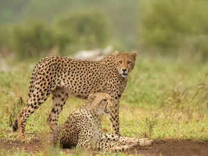 Madhya Pradesh: Female Cheetah released in wild at Kuno National Park