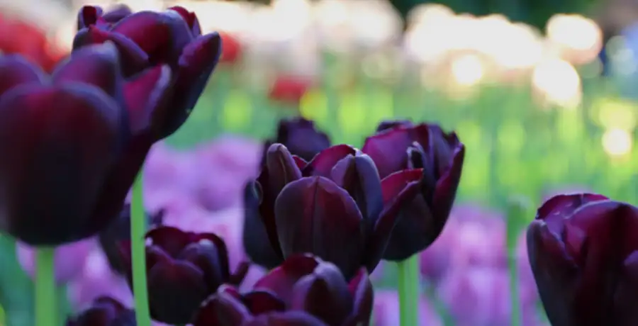 Plants with black or purple foliage - Vimarsana News