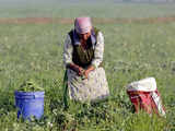 Agri pump makers to see revenue growth of 7-9% in FY25: CRISIL