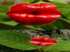 Palicourea elata: The most kissable plant has these benefits too